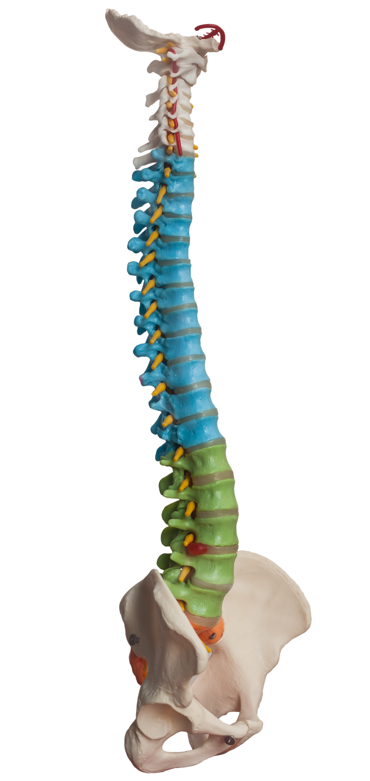 Spine Model